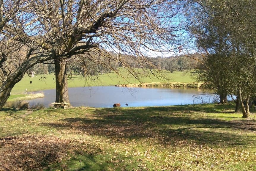 Pond at the Farm