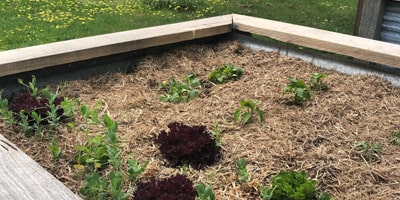 raised garden bed