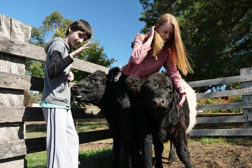 twins feeding calves