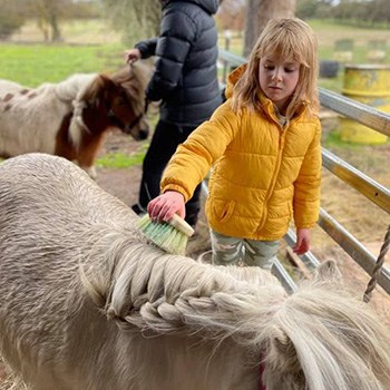 brushing horse